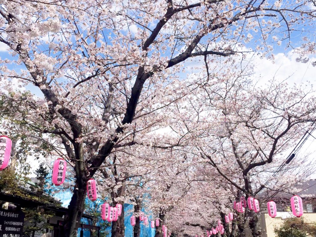 称名寺の桜