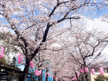 日本最古の武家文庫がある「金沢文庫」へ桜を見に行こう！2021