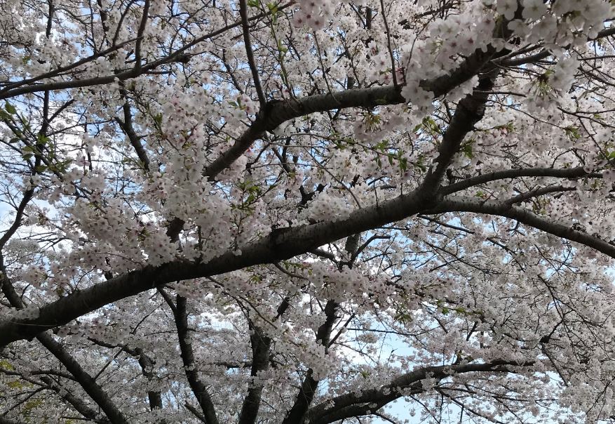 牧野ヶ池公園　桜