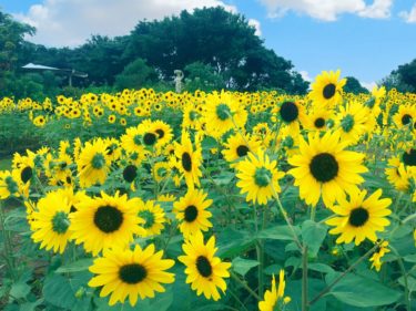 夏にはひまわりが出迎えてくれる長井海の手公園ソレイユの丘