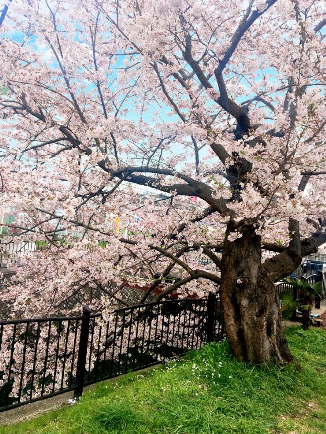 金沢文庫桜並木