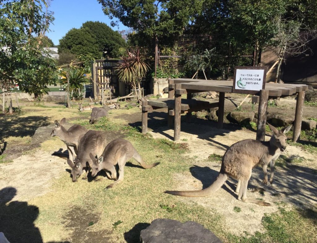 金沢動物園のある金沢自然公園には横浜最大級のローラーすべり台があります Holiday Talk Travel Guides Information ホリデートーク 旅行 グルメ お出かけ情報