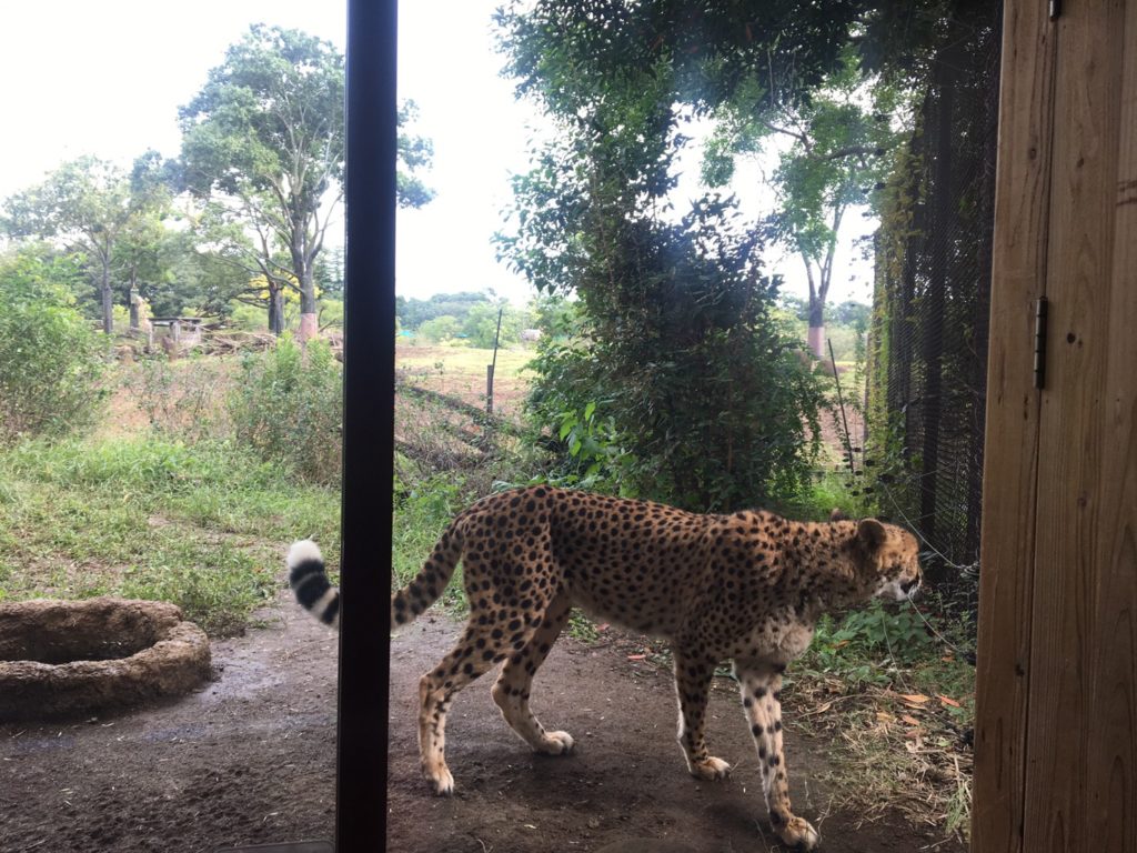 とにかく広い よこはま動物園ズーラシア は 1日遊んでもまだ足りない Holiday Talk Travel Guides Information ホリデートーク 旅行 グルメ お出かけ情報