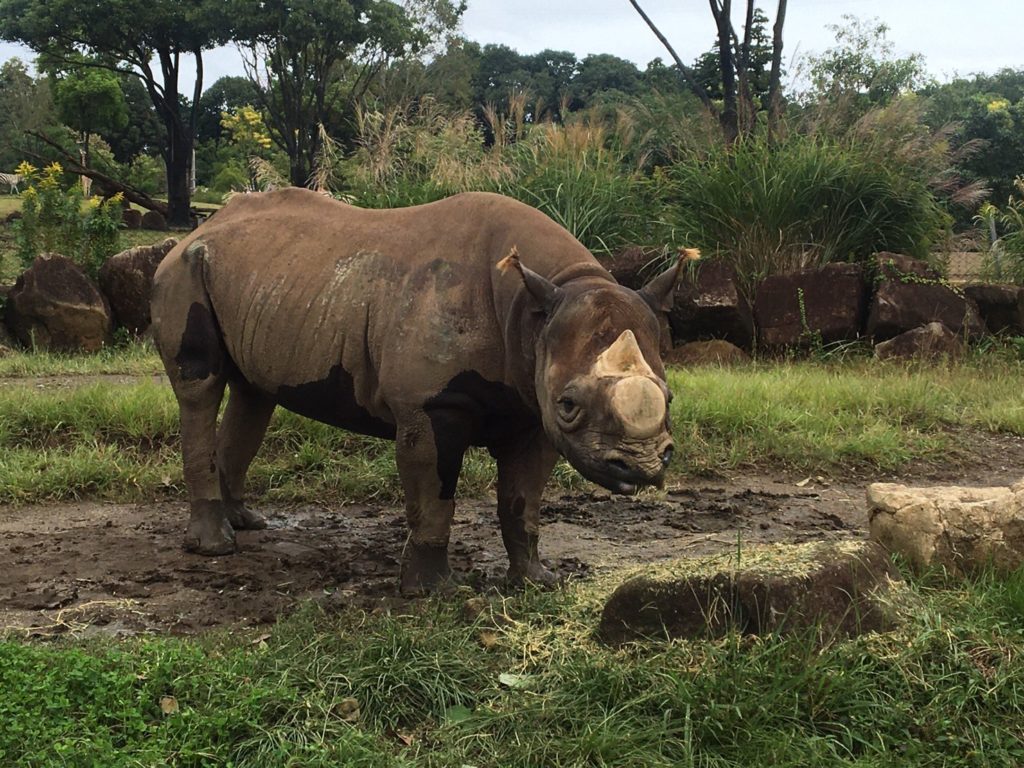 とにかく広い よこはま動物園ズーラシア は 1日遊んでもまだ足りない Holiday Talk Travel Guides Information ホリデートーク 旅行 グルメ お出かけ情報