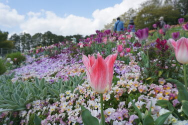 春と秋に2回開催、横浜市最大級の大花壇「里山ガーデンフェスタ」