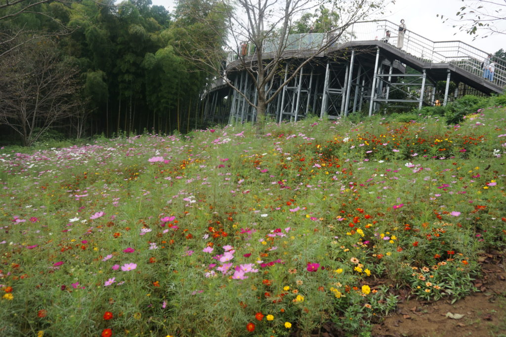 里山ガーデン・ピクニック広場横の花畑