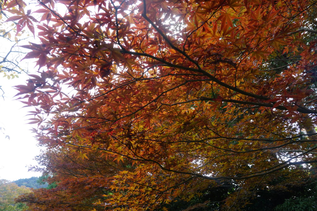 箱根彫刻の森美術館　紅葉