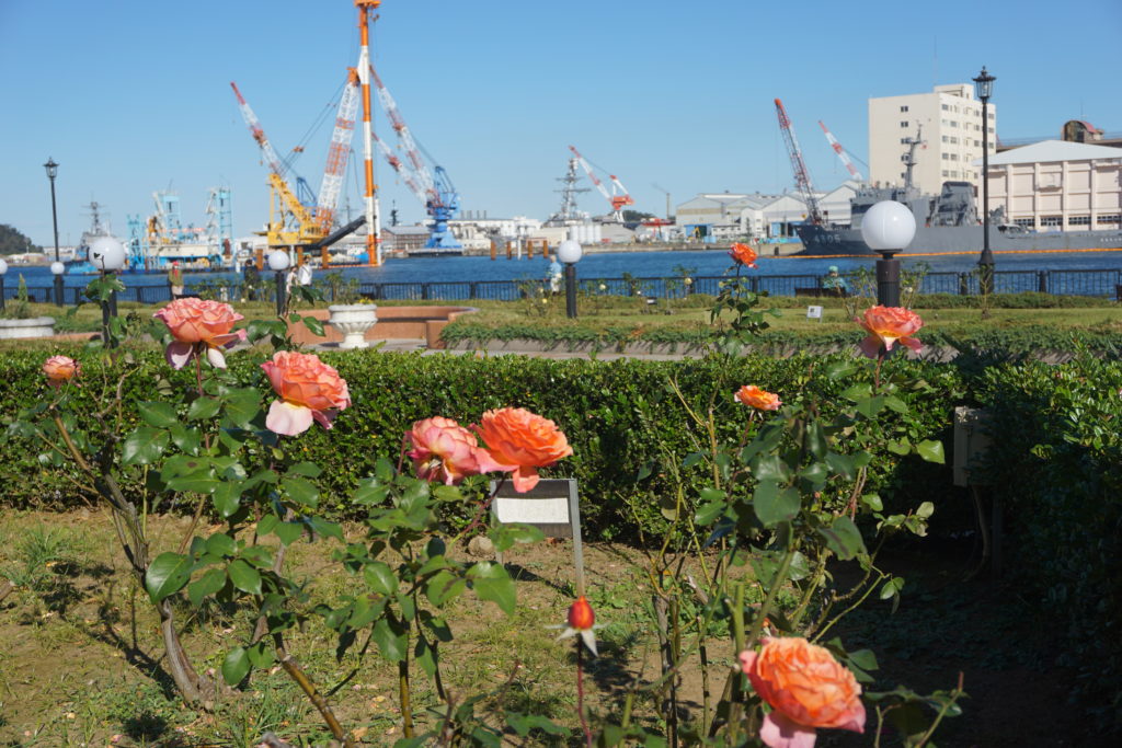 横須賀ヴェルニー公園 バラ