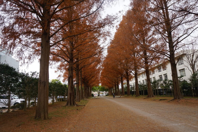 平塚市総合公園メタセコイア並木