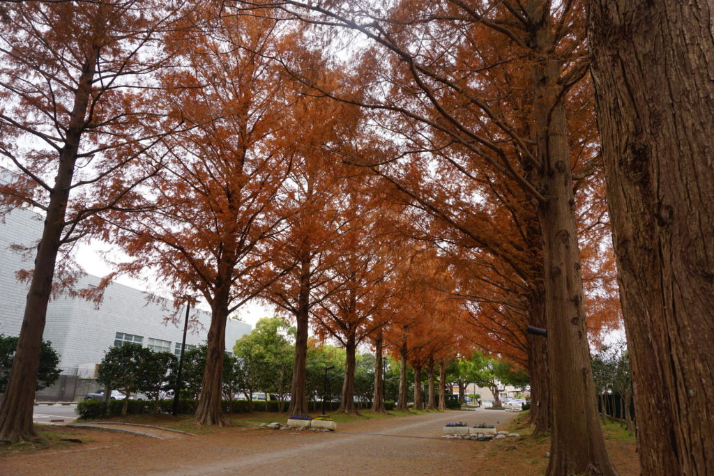 平塚市総合公園メタセコイア並木