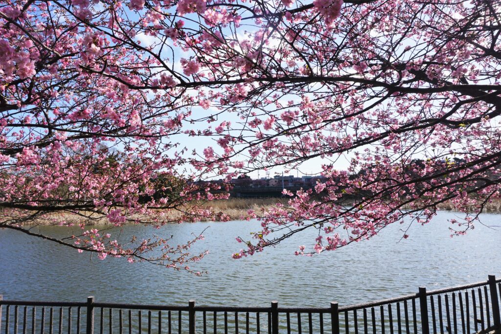 三浦 海岸 河津 桜 21