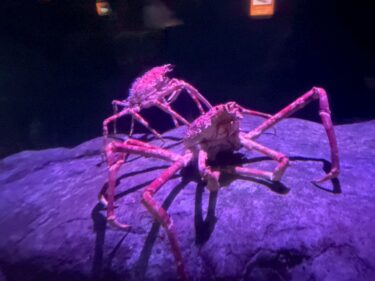 見た目と味わいにギャップ！横浜・八景島シーパラダイスで深海生物を“食べる”体験＆深海リウムの見どころをプレイバック