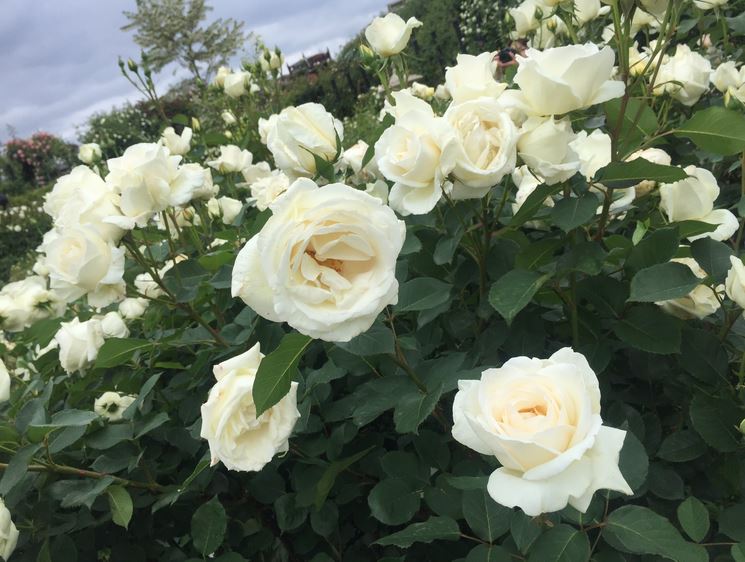 横浜がバラづくしになる 横浜ローズウィーク21 Holiday Talk Travel Guides Information ホリデートーク 旅行 グルメ お出かけ情報