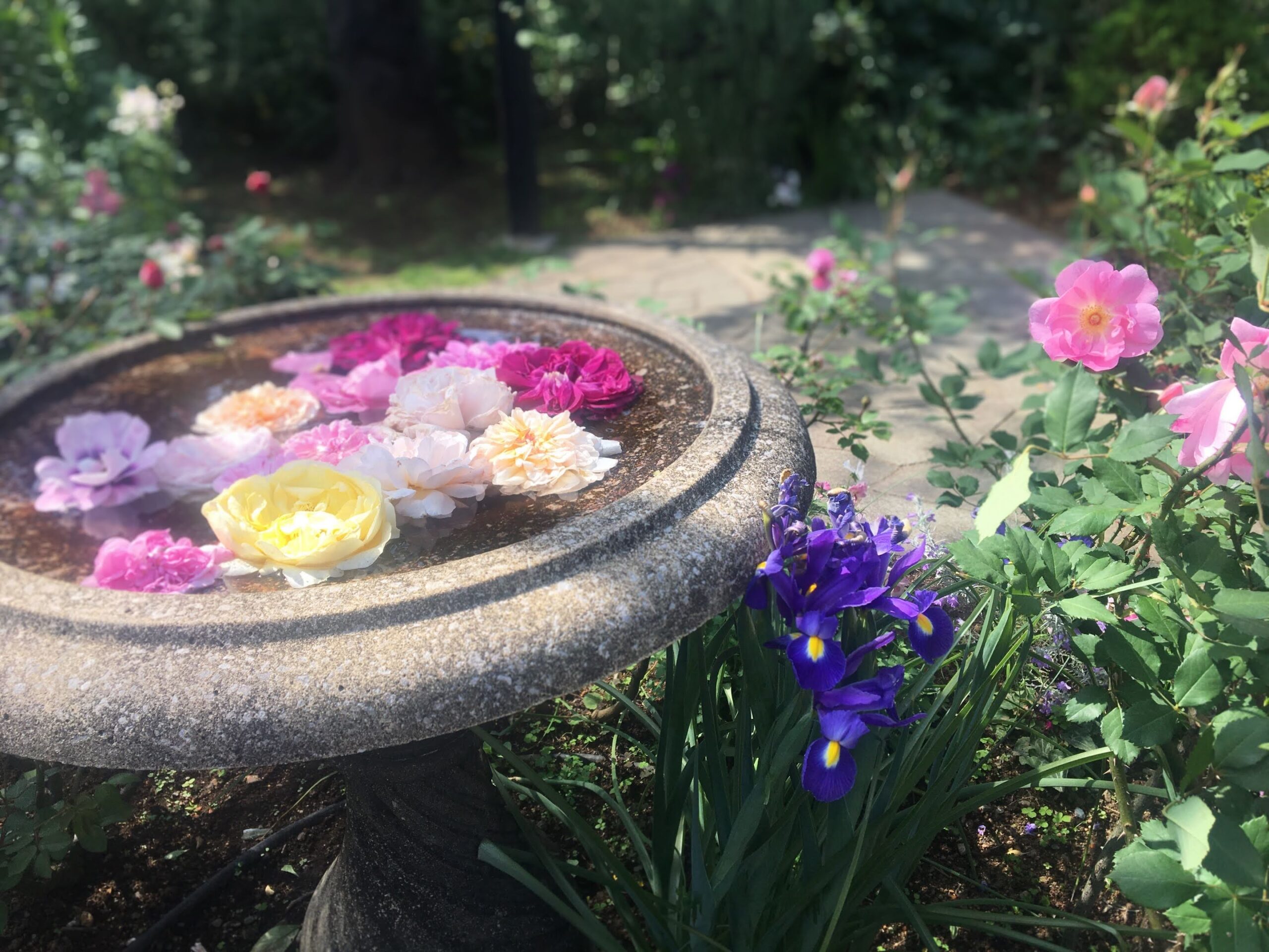 横浜がバラづくしになる 横浜ローズウィーク21 Holiday Talk Travel Guides Information ホリデートーク 旅行 グルメ お出かけ情報