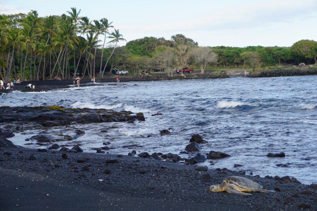 プナルウ黒砂海岸で甲羅干しをするウミガメ